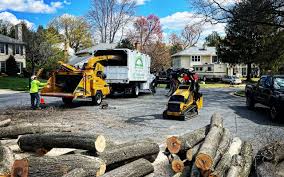 Why Choose Our Tree Removal Services in Harlem, FL?