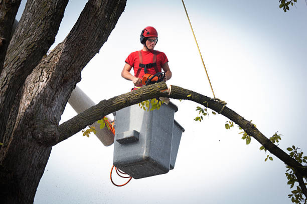 Harlem, FL  Tree Services Company